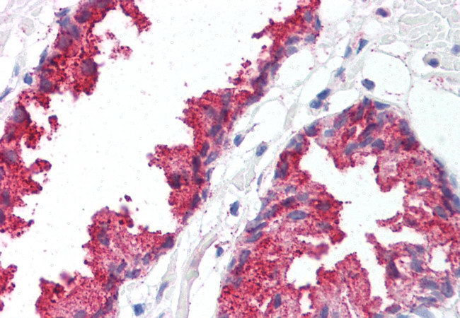 BACE1 Antibody in Immunohistochemistry (Paraffin) (IHC (P))