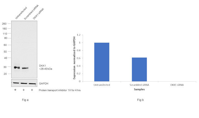 DKK1 Antibody