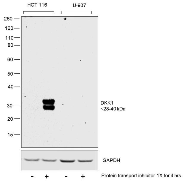 DKK1 Antibody in Western Blot (WB)