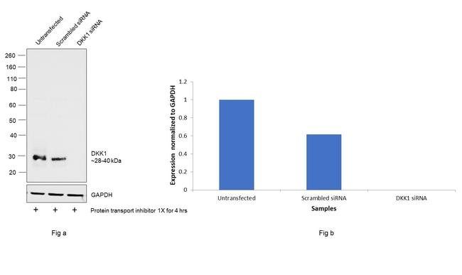 DKK1 Antibody in Western Blot (WB)