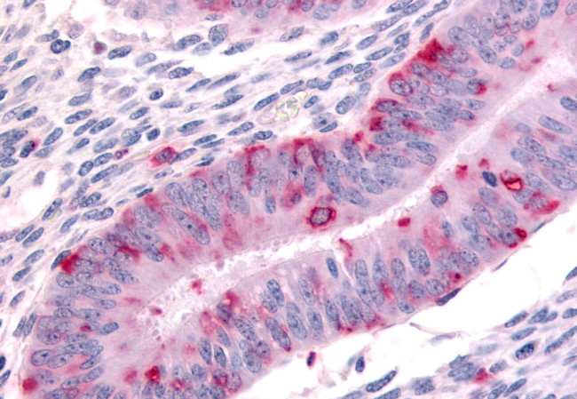 DPP8 Antibody in Immunohistochemistry (Paraffin) (IHC (P))