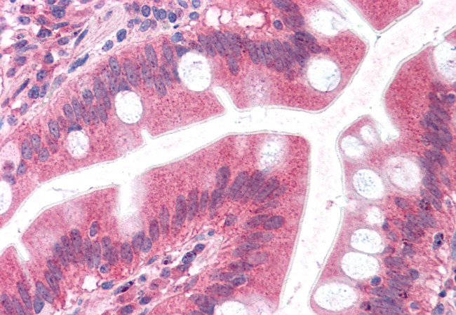 Embigin Antibody in Immunohistochemistry (Paraffin) (IHC (P))