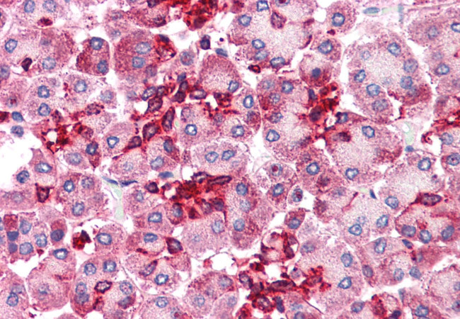 Embigin Antibody in Immunohistochemistry (Paraffin) (IHC (P))