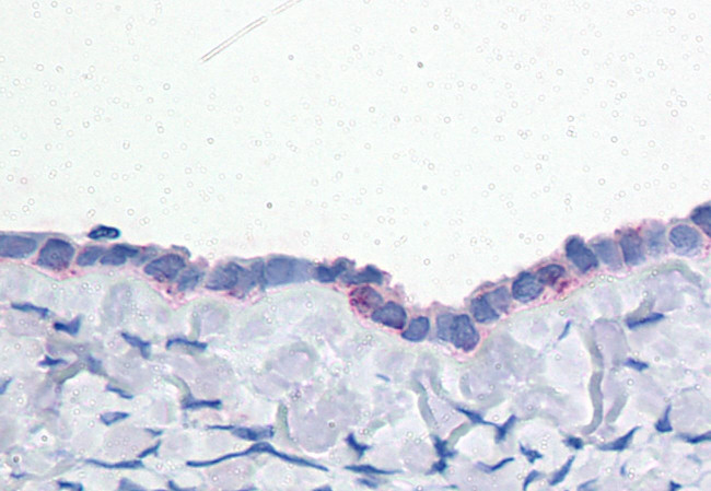 CD203c Antibody in Immunohistochemistry (Paraffin) (IHC (P))