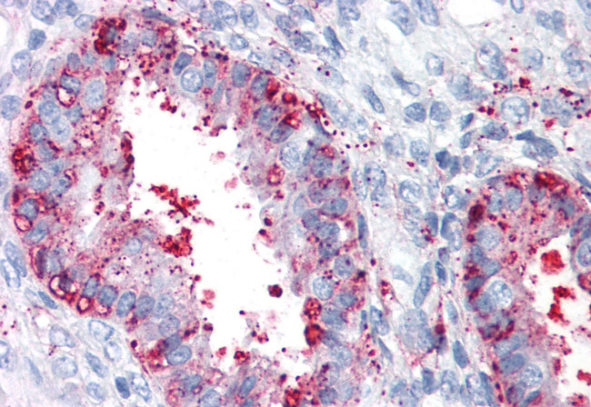 ENTPD2 Antibody in Immunohistochemistry (Paraffin) (IHC (P))