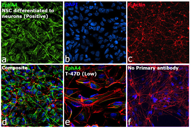 EphA4 Antibody in Immunocytochemistry (ICC/IF)