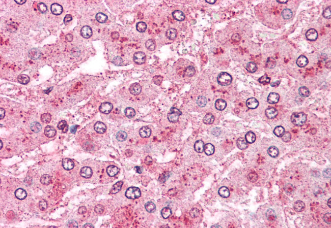 ARTS1 Antibody in Immunohistochemistry (Paraffin) (IHC (P))