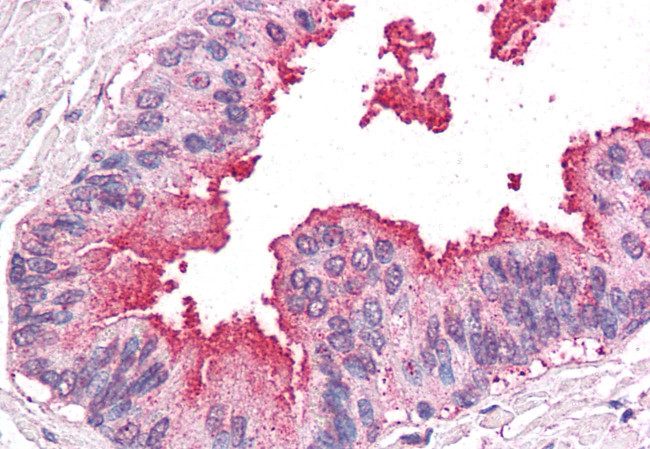 ARTS1 Antibody in Immunohistochemistry (Paraffin) (IHC (P))