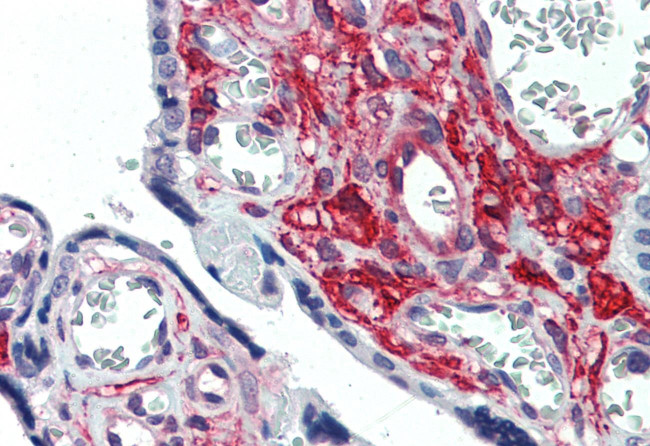 GLG1 Antibody in Immunohistochemistry (Paraffin) (IHC (P))