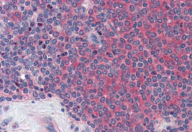 GLG1 Antibody in Immunohistochemistry (Paraffin) (IHC (P))