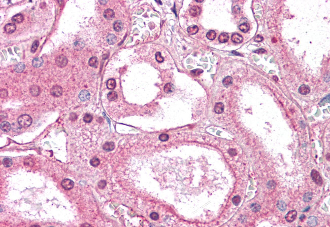 GM2A Antibody in Immunohistochemistry (Paraffin) (IHC (P))