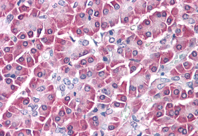 Glypican 4 Antibody in Immunohistochemistry (Paraffin) (IHC (P))