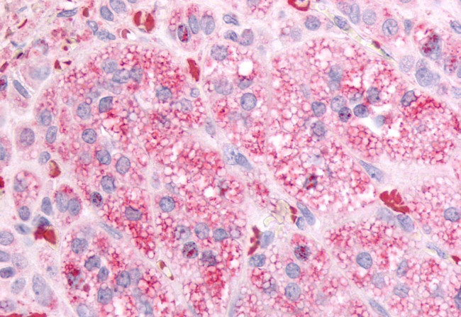 GPR84 Antibody in Immunohistochemistry (Paraffin) (IHC (P))