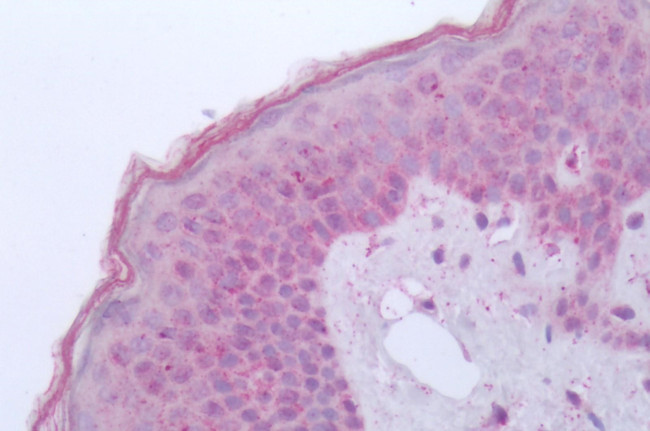 GPR84 Antibody in Immunohistochemistry (Paraffin) (IHC (P))