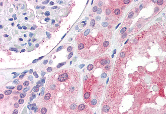 IGSF8 Antibody in Immunohistochemistry (Paraffin) (IHC (P))