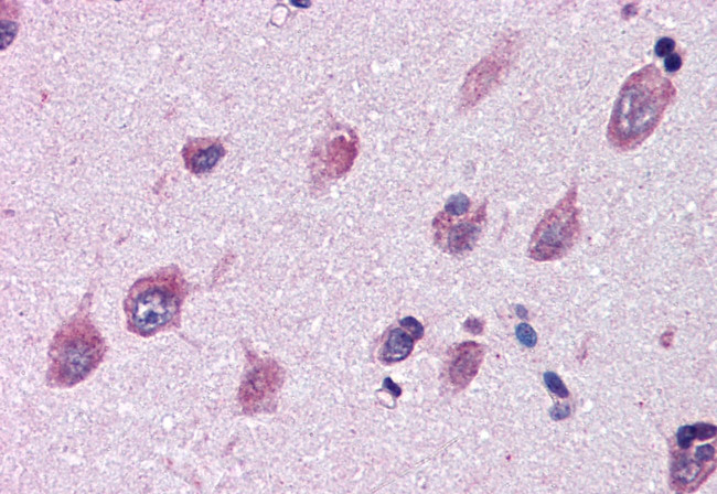 IGSF8 Antibody in Immunohistochemistry (Paraffin) (IHC (P))