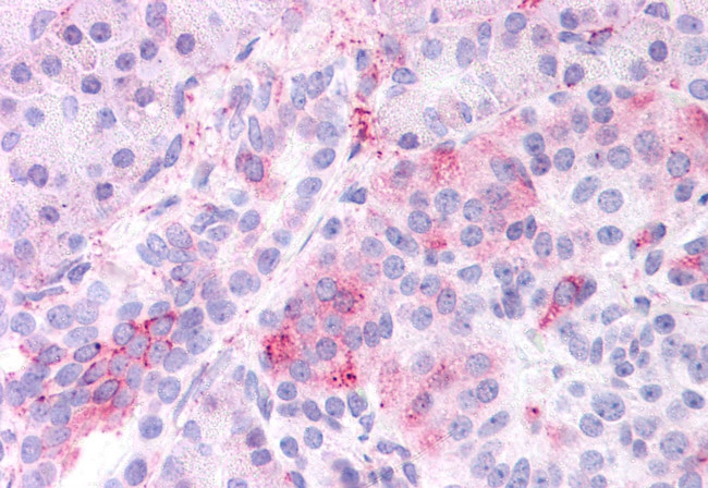 KCNMB3 Antibody in Immunohistochemistry (Paraffin) (IHC (P))