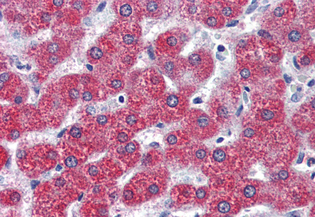 LPAR3 Antibody in Immunohistochemistry (Paraffin) (IHC (P))