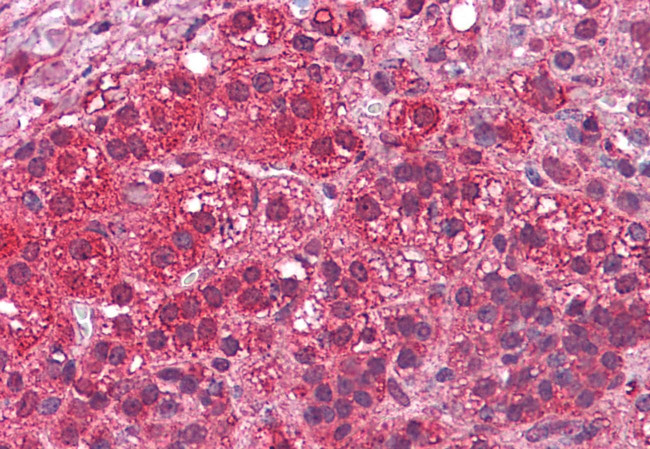 LYPD3 Antibody in Immunohistochemistry (Paraffin) (IHC (P))