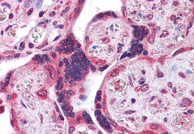 LYPD3 Antibody in Immunohistochemistry (Paraffin) (IHC (P))