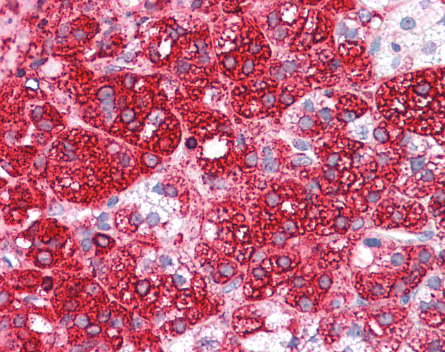 LYPD3 Antibody in Immunohistochemistry (Paraffin) (IHC (P))