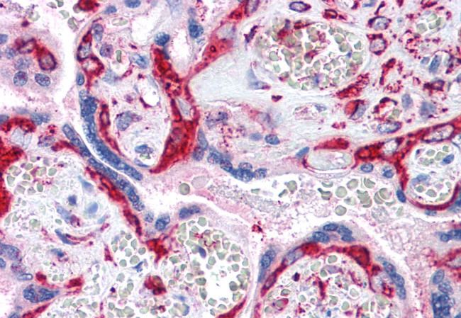 LYPD3 Antibody in Immunohistochemistry (Paraffin) (IHC (P))