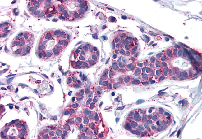 MFI2 Antibody in Immunohistochemistry (Paraffin) (IHC (P))