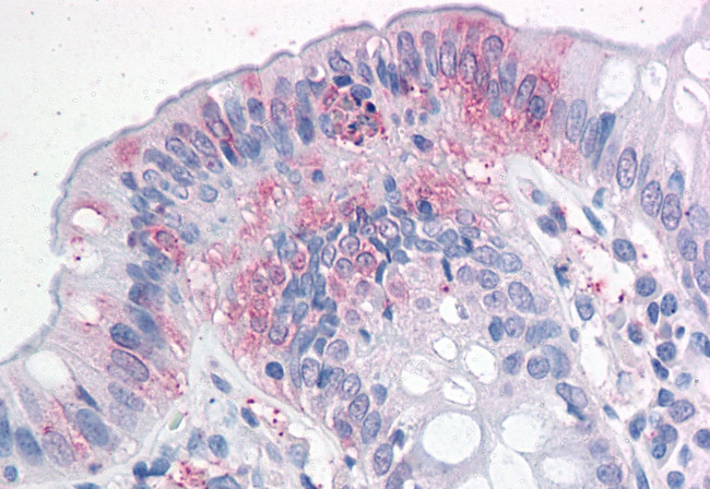 Neuroplastin Antibody in Immunohistochemistry (Paraffin) (IHC (P))