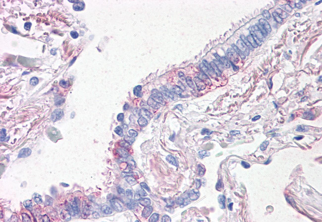 Prominin 2 Antibody in Immunohistochemistry (Paraffin) (IHC (P))