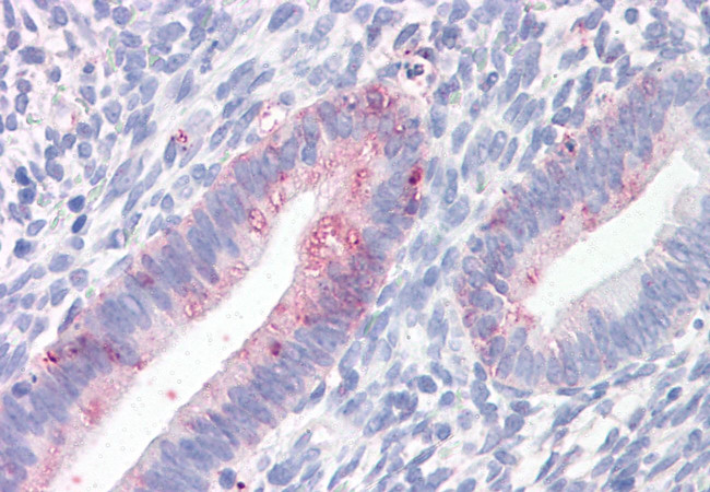 Prominin 2 Antibody in Immunohistochemistry (Paraffin) (IHC (P))