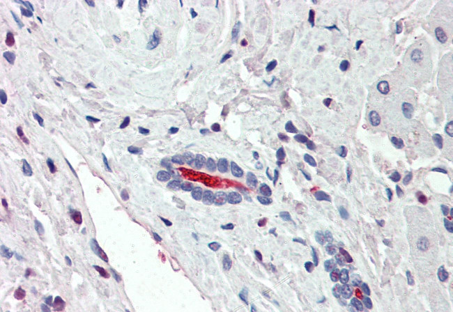 SGLT1 Antibody in Immunohistochemistry (Paraffin) (IHC (P))