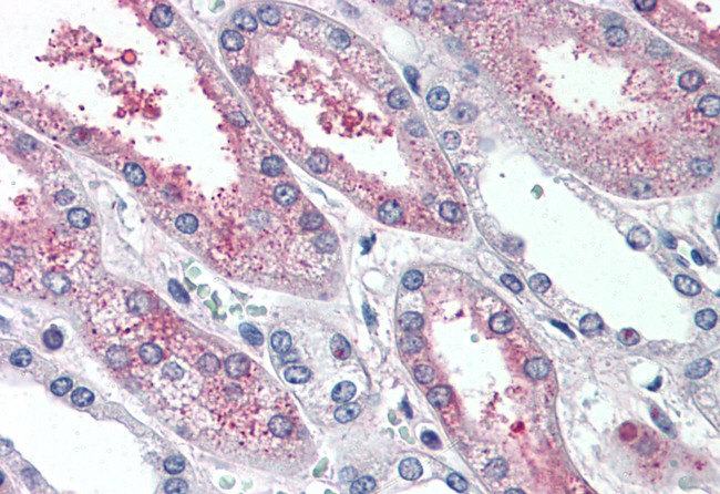 SUSD2 Antibody in Immunohistochemistry (Paraffin) (IHC (P))