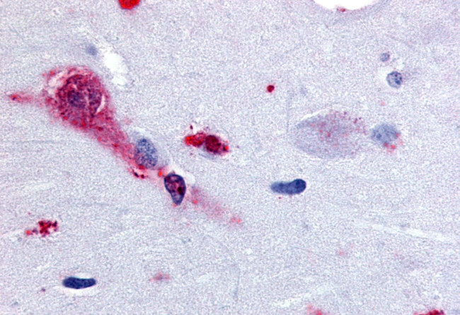 TAAR1 Antibody in Immunohistochemistry (Paraffin) (IHC (P))