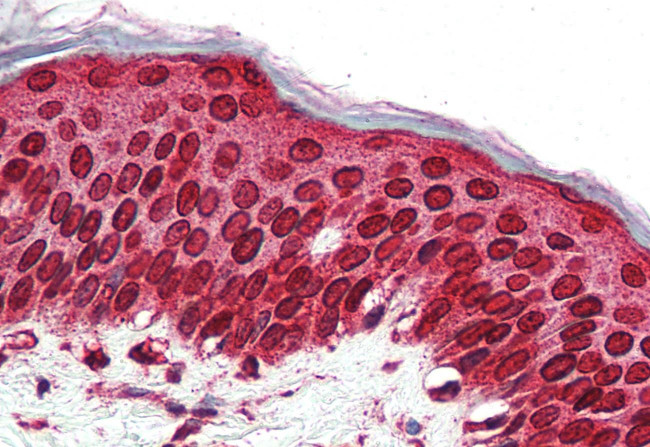 TAAR5 Antibody in Immunohistochemistry (Paraffin) (IHC (P))