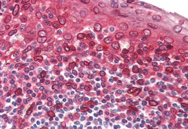 TAAR5 Antibody in Immunohistochemistry (Paraffin) (IHC (P))