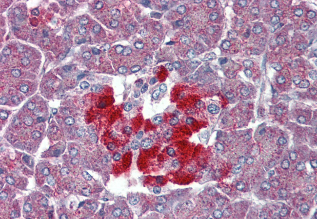 TAAR8 Antibody in Immunohistochemistry (Paraffin) (IHC (P))