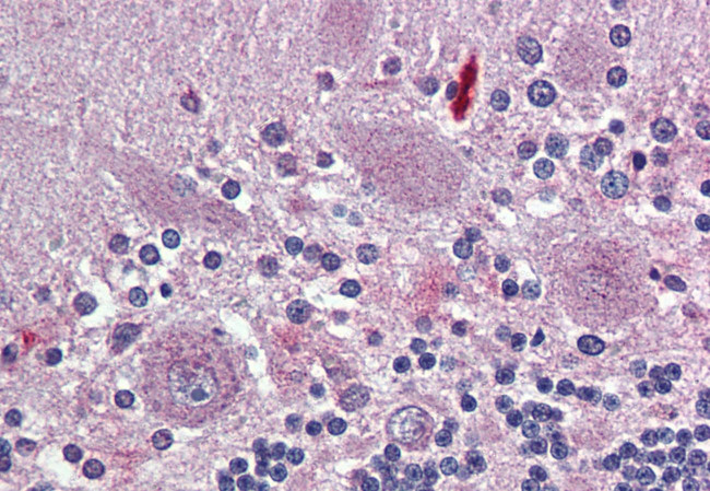 TAAR8 Antibody in Immunohistochemistry (Paraffin) (IHC (P))