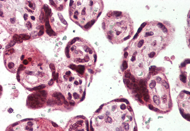 USP2 Antibody in Immunohistochemistry (Paraffin) (IHC (P))