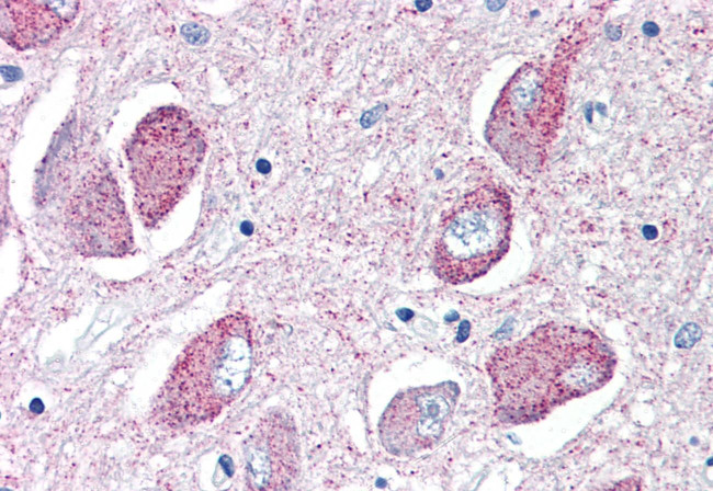 WNT8B Antibody in Immunohistochemistry (Paraffin) (IHC (P))