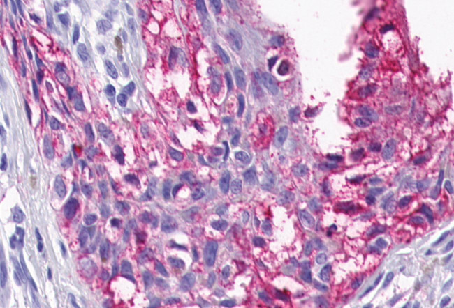 HTR4 Antibody in Immunohistochemistry (Paraffin) (IHC (P))