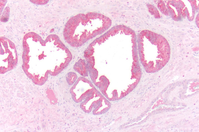 beta-3 Adrenergic Receptor Antibody in Immunocytochemistry (ICC/IF)