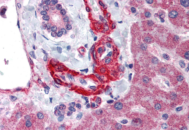 Angiotensinogen Antibody in Immunohistochemistry (Paraffin) (IHC (P))