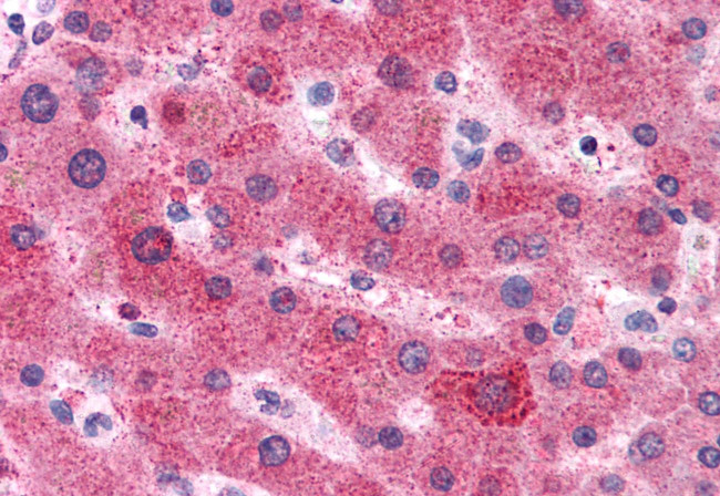 Angiotensinogen Antibody in Immunohistochemistry (Paraffin) (IHC (P))