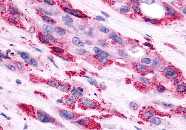 AVPR2 Antibody in Immunohistochemistry (Paraffin) (IHC (P))