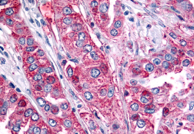 BAI2 Antibody in Immunohistochemistry (Paraffin) (IHC (P))