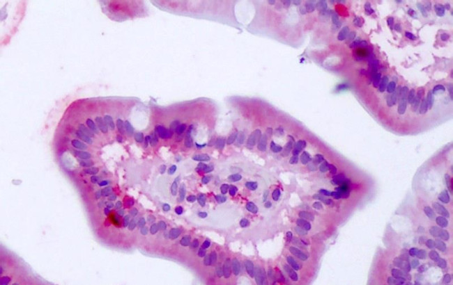 Bestrophin 4 Antibody in Immunohistochemistry (Paraffin) (IHC (P))