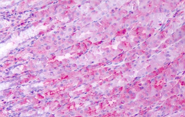 Bestrophin 4 Antibody in Immunohistochemistry (Paraffin) (IHC (P))