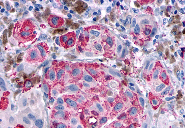 OPRD1 Antibody in Immunohistochemistry (Paraffin) (IHC (P))