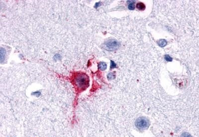 OPRD1 Antibody in Immunohistochemistry (Paraffin) (IHC (P))