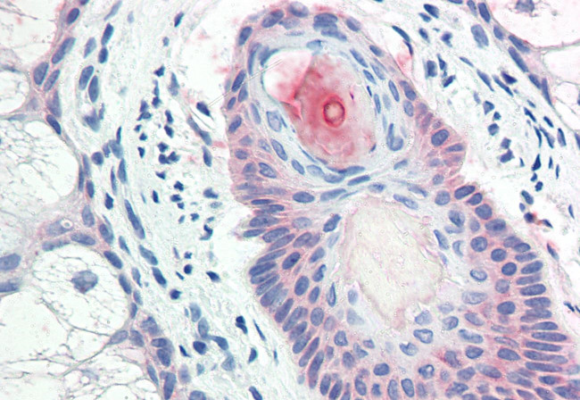 DHRS7 Antibody in Immunohistochemistry (Paraffin) (IHC (P))